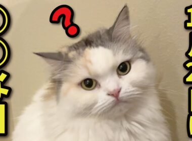 【新事実】11月22日は実は〇〇な日…！？