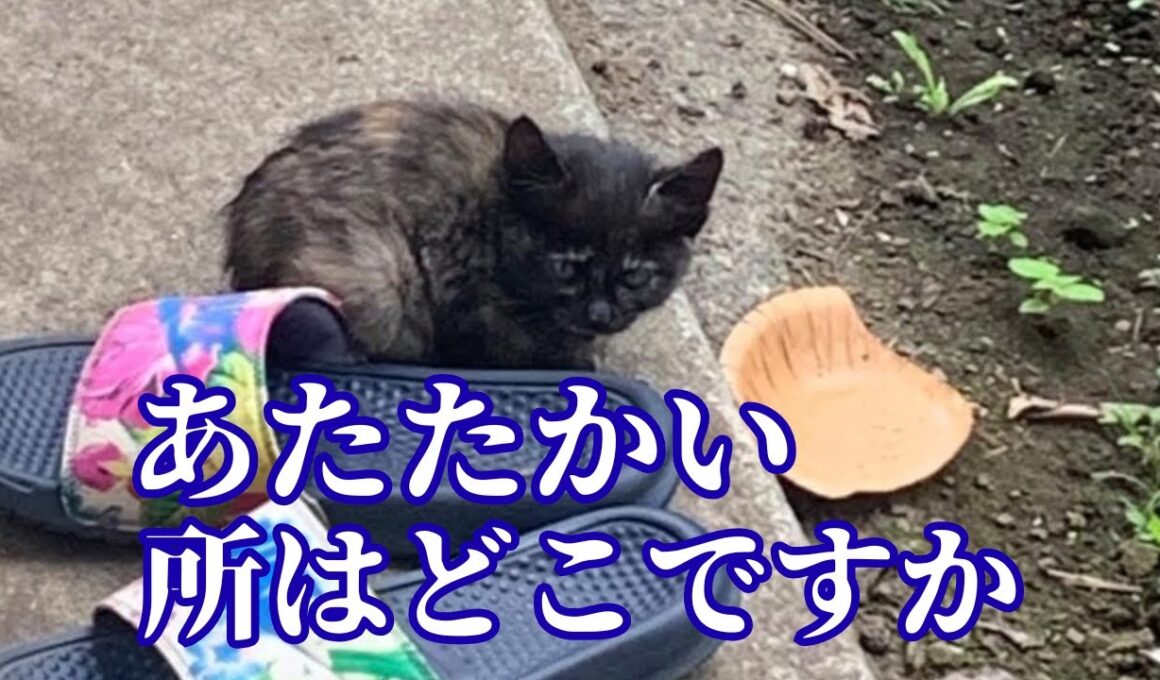 【147】真冬迫る子猫レスキュー当日に運命の通知が⭐︎極寒の路上で消えかけていた命が今、別猫のように蘇っています！