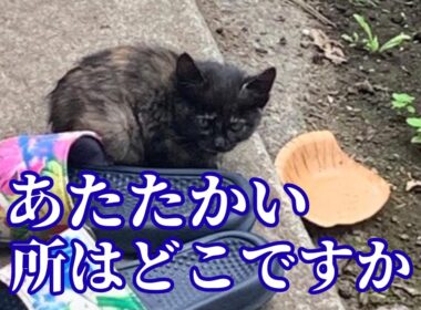 【147】真冬迫る子猫レスキュー当日に運命の通知が⭐︎極寒の路上で消えかけていた命が今、別猫のように蘇っています！