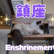 バーマン猫ガブ【鎮座】Enshrinement（バーマン猫）Birman/Cat