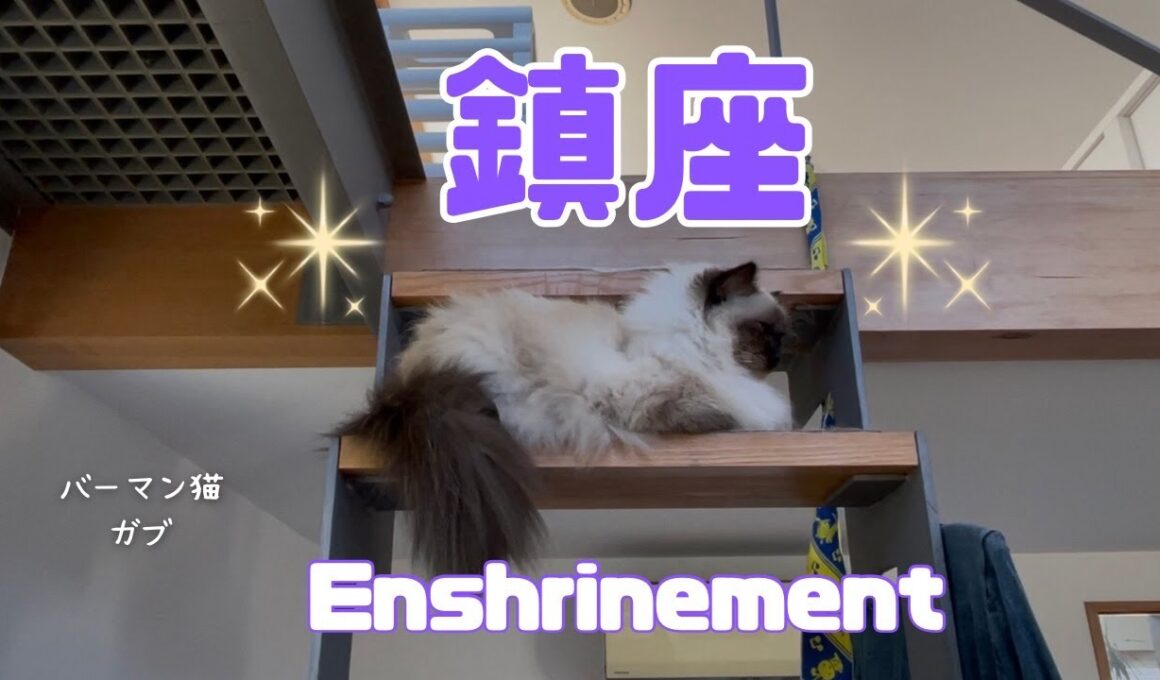 バーマン猫ガブ【鎮座】Enshrinement（バーマン猫）Birman/Cat