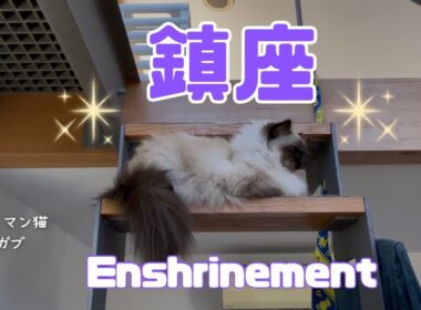 バーマン猫ガブ【鎮座】Enshrinement（バーマン猫）Birman/Cat