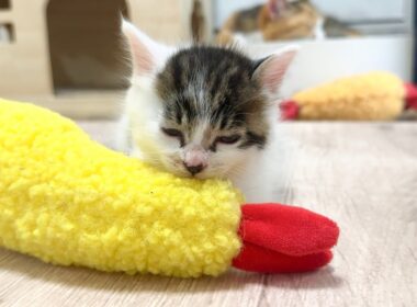 エビフライと格闘！突然の睡魔に襲われる子猫【坊ちゃん日記#12＆たこやき君日記】A kitten suddenly overcome by sleepiness.