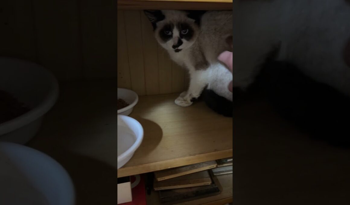 保護したシャムの子ねこパンダくん。威嚇しながらも、ナデナデできた