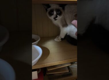 保護したシャムの子ねこパンダくん。威嚇しながらも、ナデナデできた