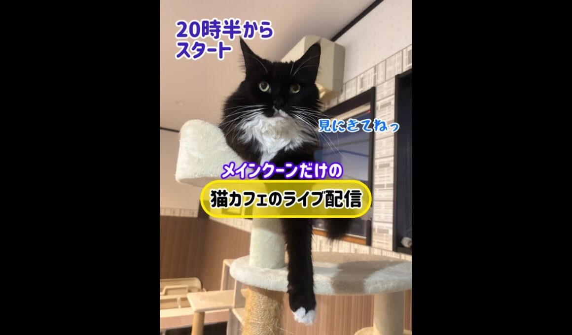 20251110 メインクーンだけの【猫カフェのライブ配信】#cat #cooncat #mainecat #もふ