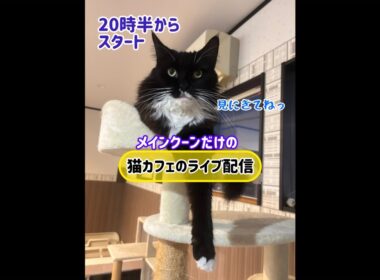 20251110 メインクーンだけの【猫カフェのライブ配信】#cat #cooncat #mainecat #もふ