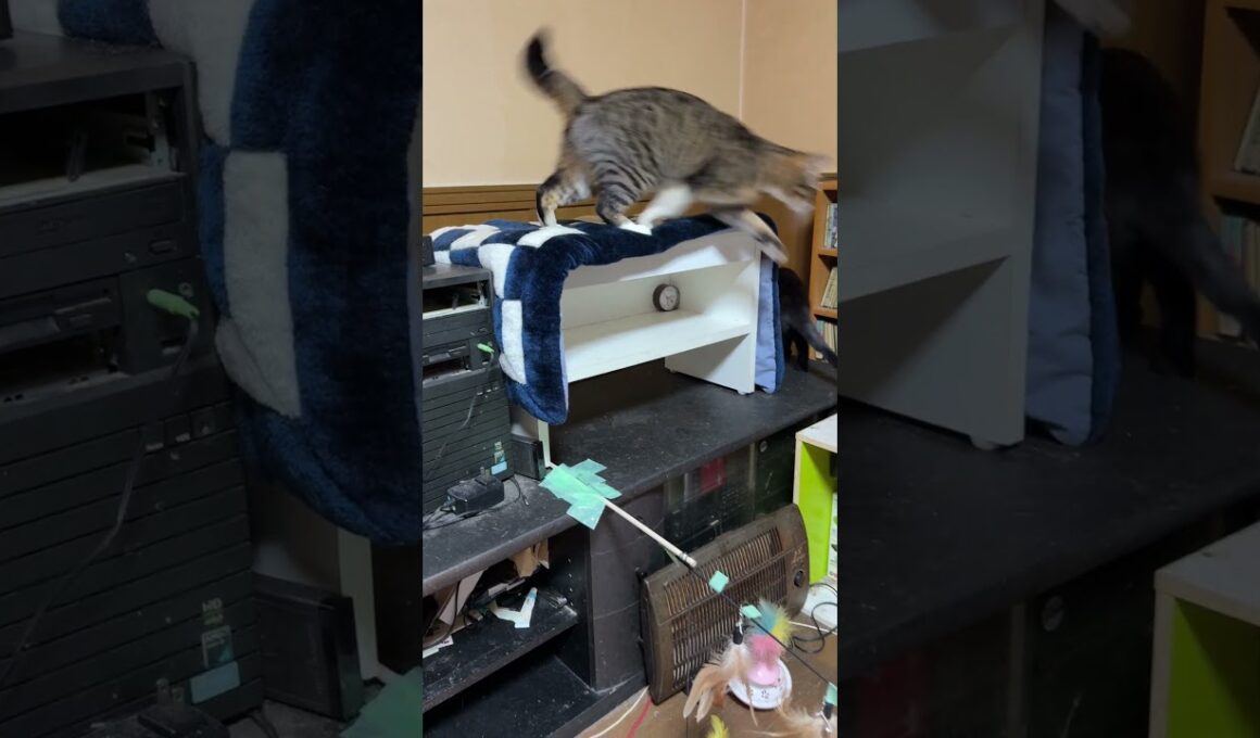 シャムの子ねこパンダくん、保護され、我が家で、ケージから出たら、まだ、警戒して、ウロウロ