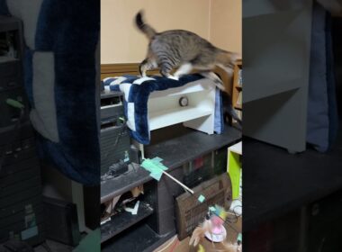 シャムの子ねこパンダくん、保護され、我が家で、ケージから出たら、まだ、警戒して、ウロウロ