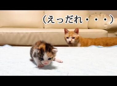 新入りをたまたま見つけた先住猫の反応が面白すぎる