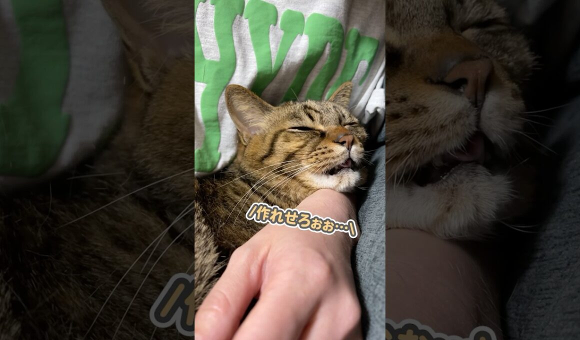 大好きなママと一緒にいたくて、「おまえが晩御飯を作れぇっ！」と飼い主に命令する猫