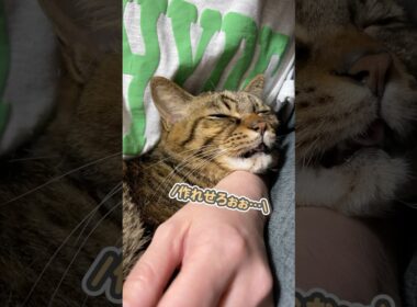 大好きなママと一緒にいたくて、「おまえが晩御飯を作れぇっ！」と飼い主に命令する猫