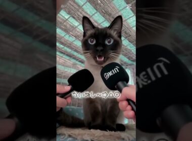 飼い主について…😂 シャム猫☆マロンちゃん #cat #catshorts #シャム猫 #しゃむねこ #猫のいる暮らし #ねこのいる生活