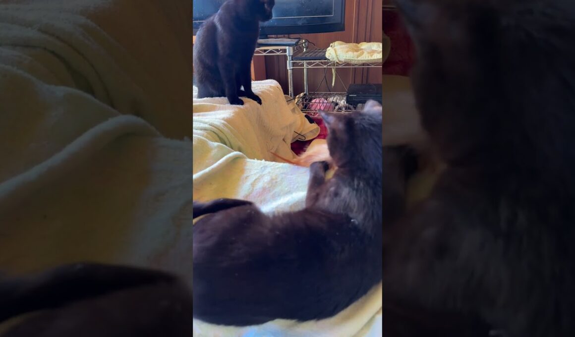 黒猫の子ネコ黒夢「シャムの子ねこパンダくん、早く、打ち解けて、一緒に、ネコジャラシしようよ」