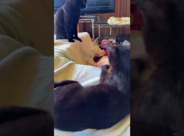 黒猫の子ネコ黒夢「シャムの子ねこパンダくん、早く、打ち解けて、一緒に、ネコジャラシしようよ」