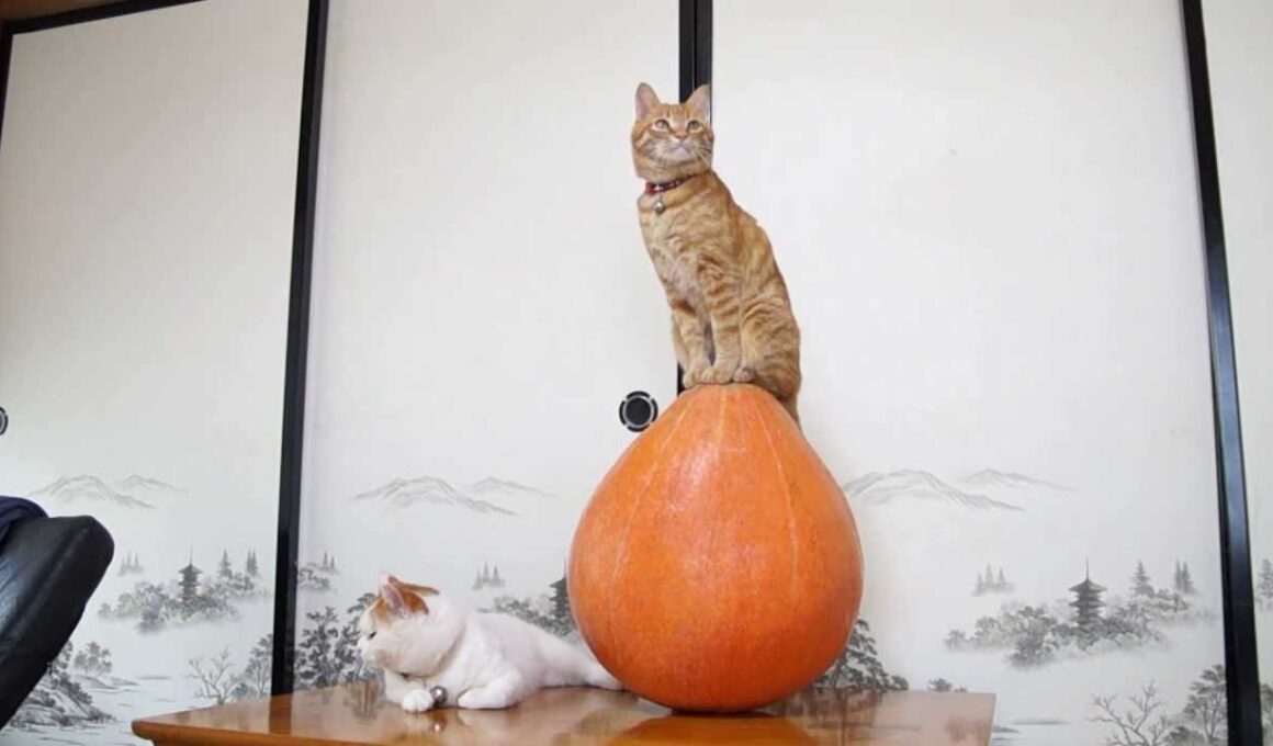 131023 かぼちゃ乗り猫　Cat and pumpkin