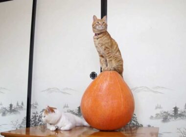 131023 かぼちゃ乗り猫　Cat and pumpkin