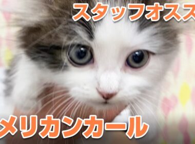 【シュシュ港南台店】スタッフオススメのアメリカンカール