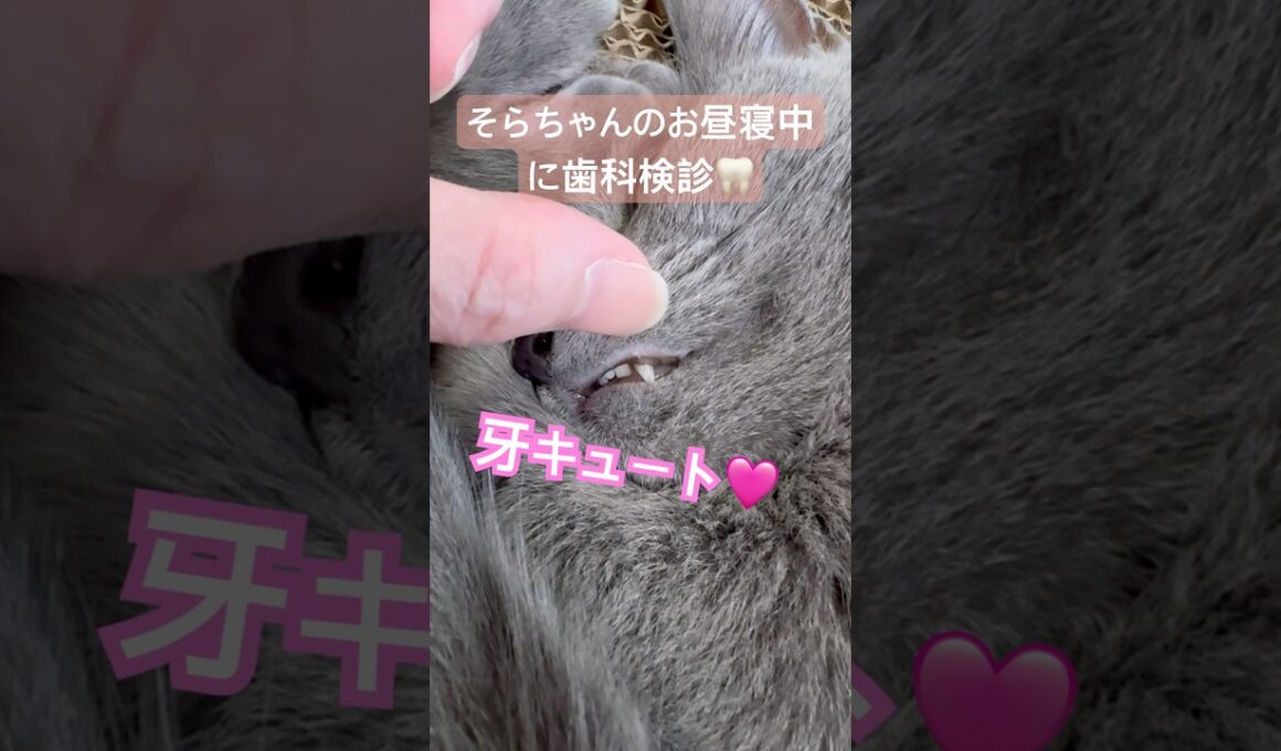 牙キュート❤️ #猫 #ロシアンブルー #猫のいる暮らし  #shorts