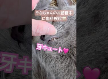 牙キュート❤️ #猫 #ロシアンブルー #猫のいる暮らし  #shorts