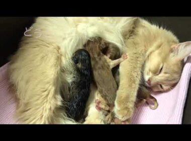 生まれたて！ソマリの赤ちゃん。