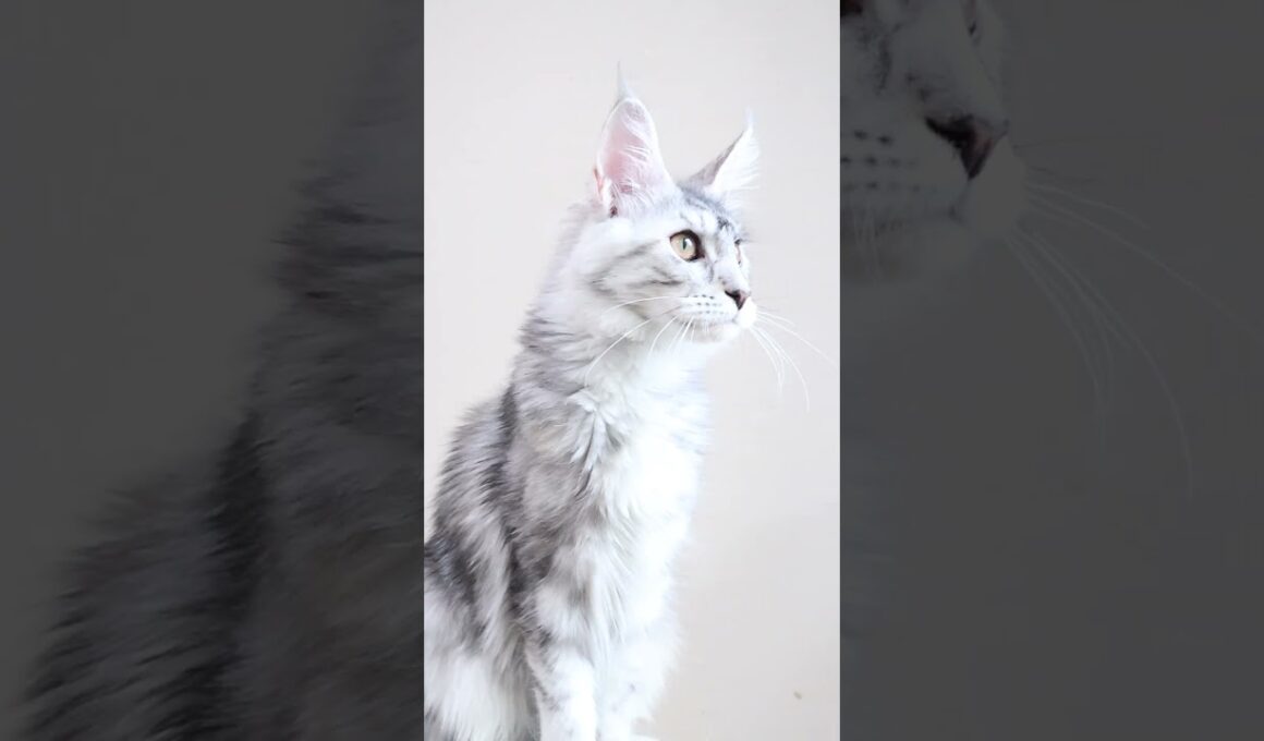 メインクーンシルバーのお転婆娘のぶちゃん