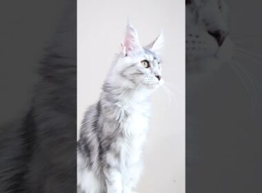 メインクーンシルバーのお転婆娘のぶちゃん