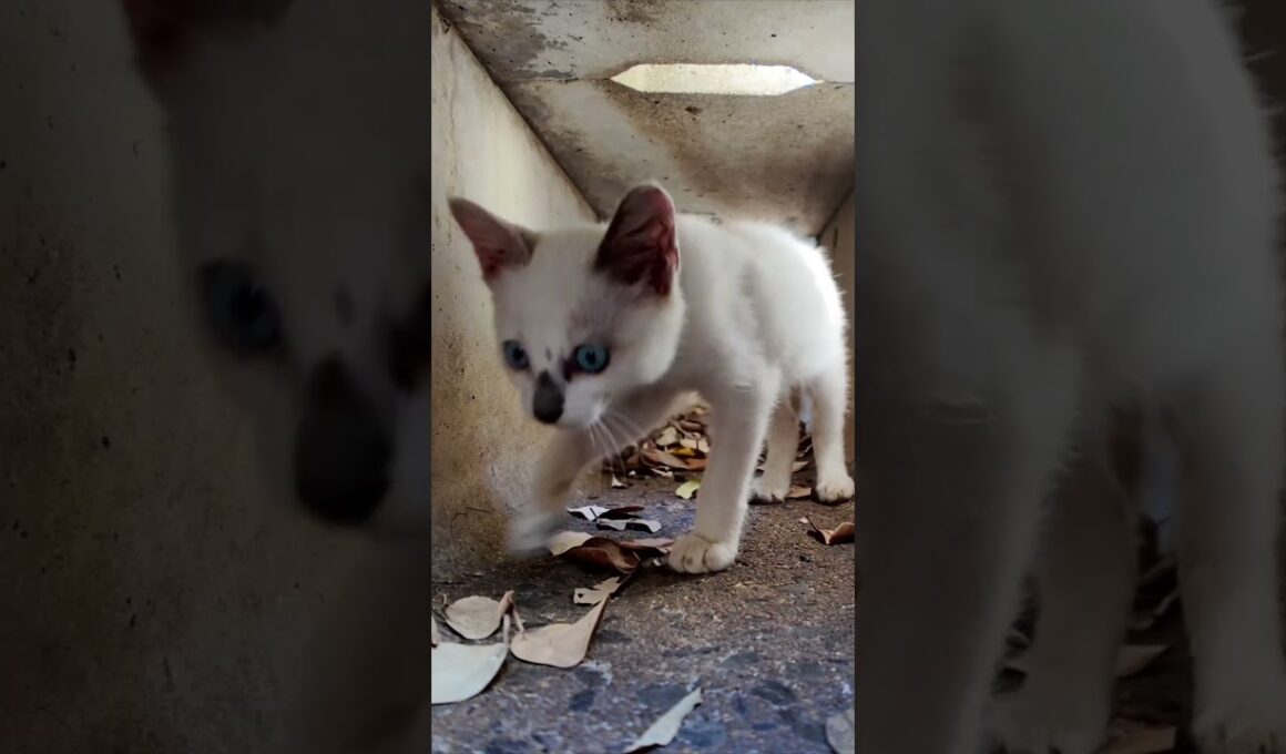 側溝の中の子猫