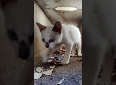 側溝の中の子猫