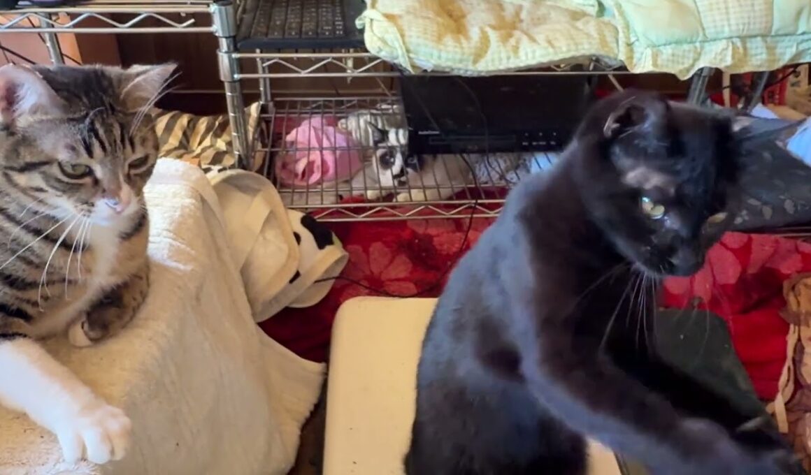 保護したシャムの子ねこパンダくんの前で、和ませようと、ネコジャラシするキジシロのルル、黒猫くー、黒夢