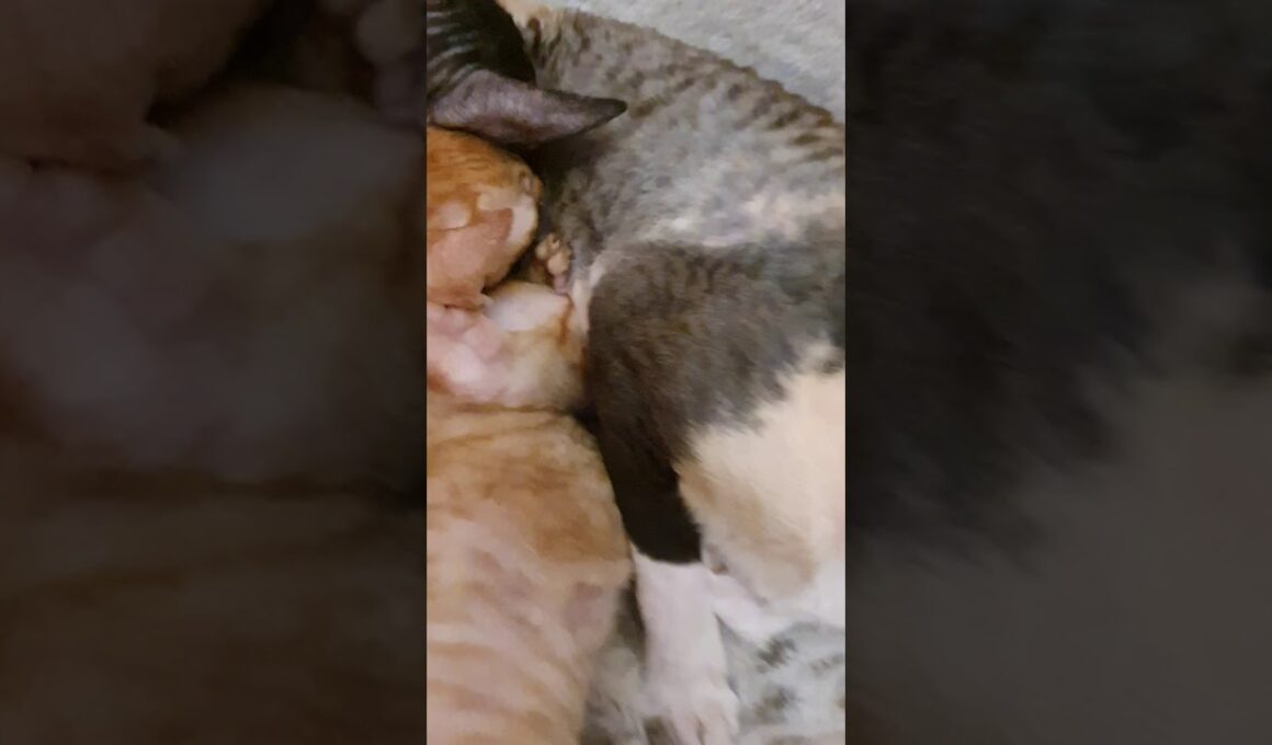 Cornish Rex Kittens are drinking milk by mama!!!