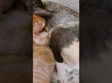 Cornish Rex Kittens are drinking milk by mama!!!