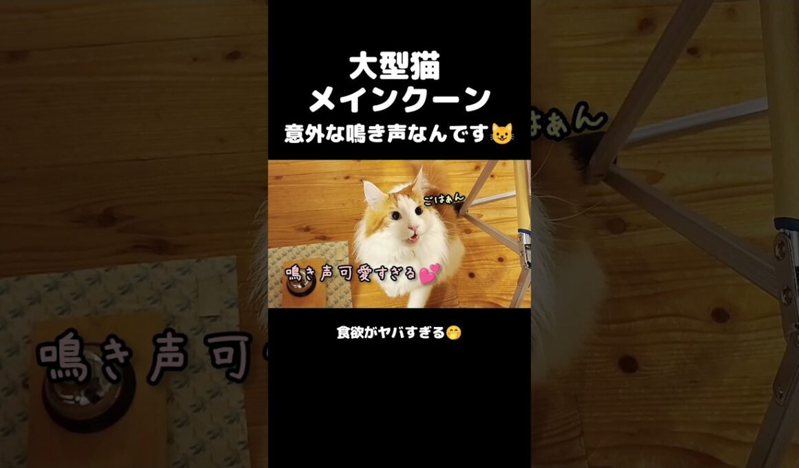今日のセテさん【1日5食】 #メインクーン #ノルウェージャンフォレストキャット #大型猫 #大食い  #猫のいる暮らし #shorts #cat #mainecoon #catshorts​