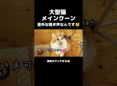 今日のセテさん【1日5食】 #メインクーン #ノルウェージャンフォレストキャット #大型猫 #大食い  #猫のいる暮らし #shorts #cat #mainecoon #catshorts​