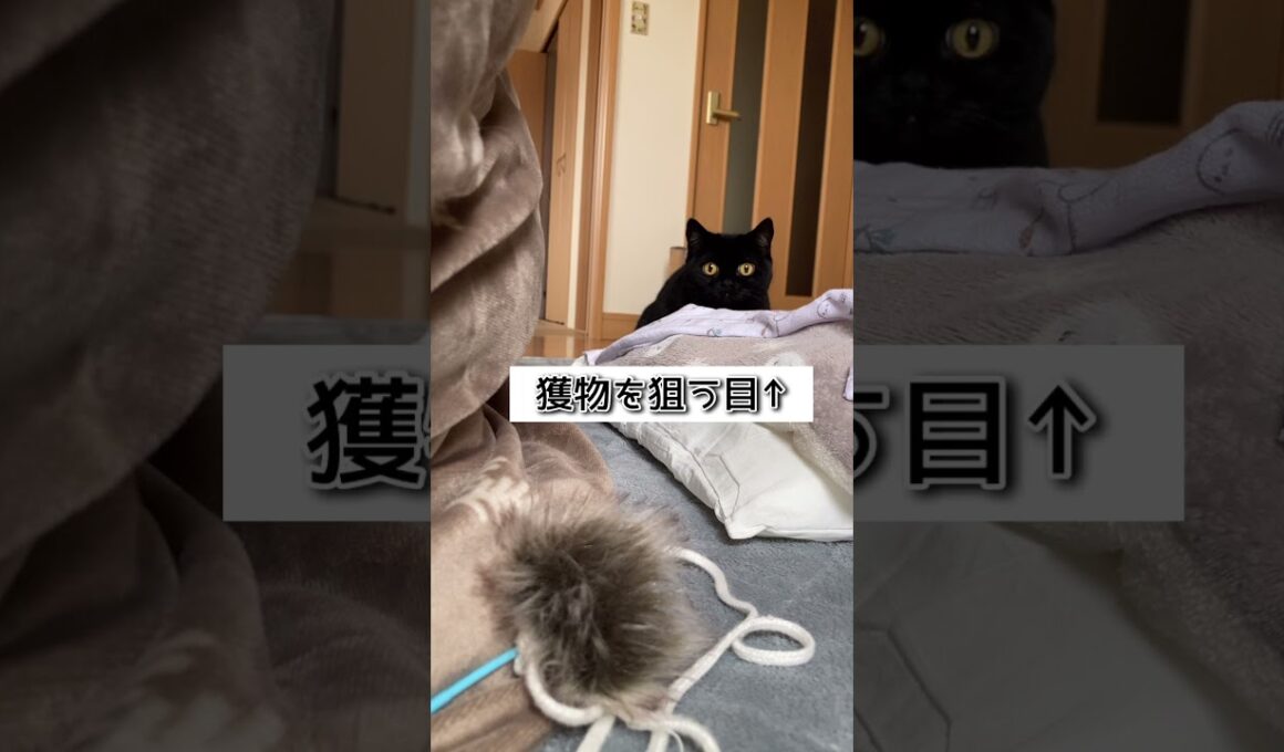 ただ可愛いだけの動画 #shorts #猫 #黒猫 #スコティッシュフォールド #クロネコヤマト #もみじ #ハンター