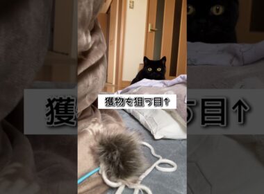 ただ可愛いだけの動画 #shorts #猫 #黒猫 #スコティッシュフォールド #クロネコヤマト #もみじ #ハンター
