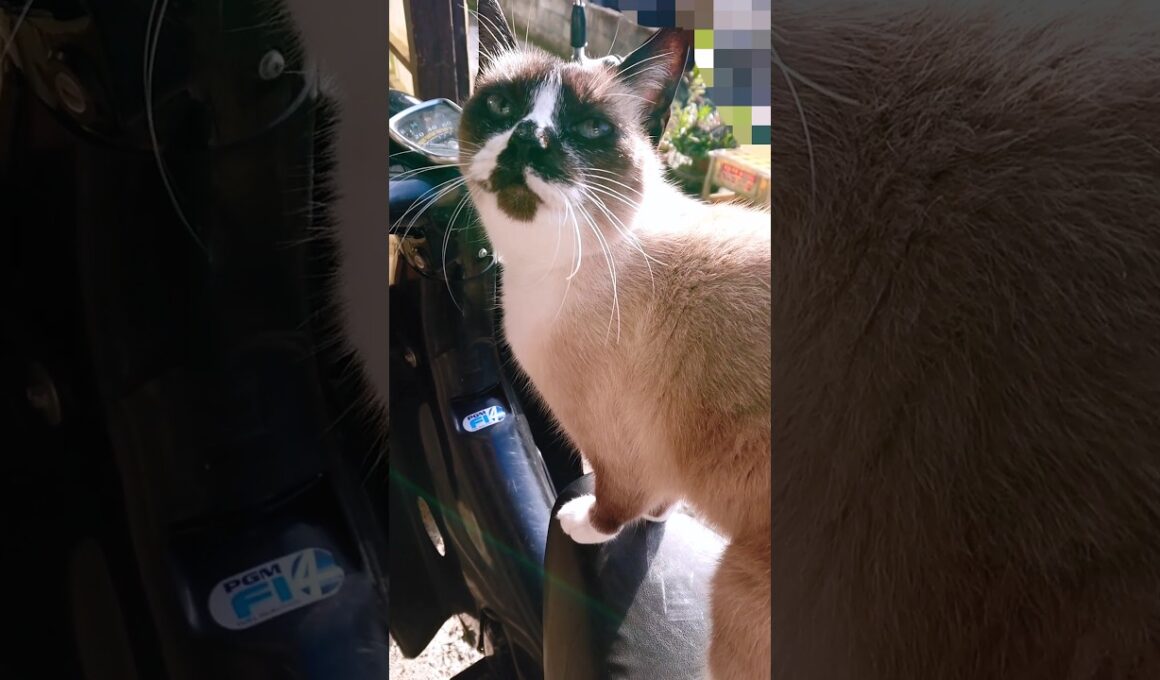バイク乗り#猫#ねこ#cat#シャム猫#Shorts
