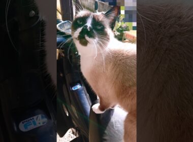 バイク乗り#猫#ねこ#cat#シャム猫#Shorts