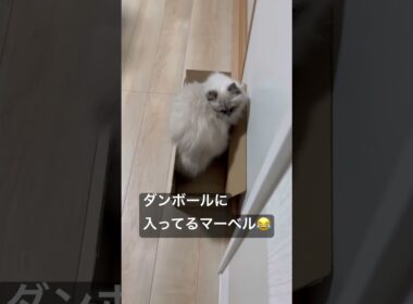 いつものヒマラヤンのマーベル家🏠🐈🐾😇 #猫のいる暮らし #cat #ねこ #猫好きさんと繋がりたい #shorts