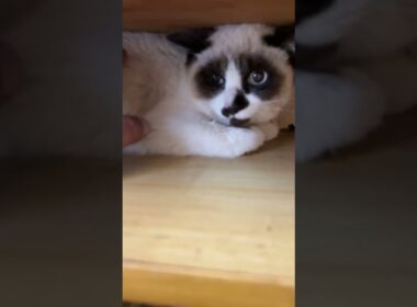 茶白ネコのジュニア「早く、ここに慣れてね、シャムの子ねこパンダくん」