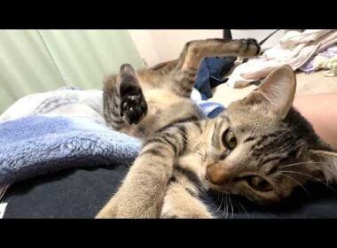 【保護猫】助けてください、子猫のパワーが強過ぎて身体がボロボロになってきています