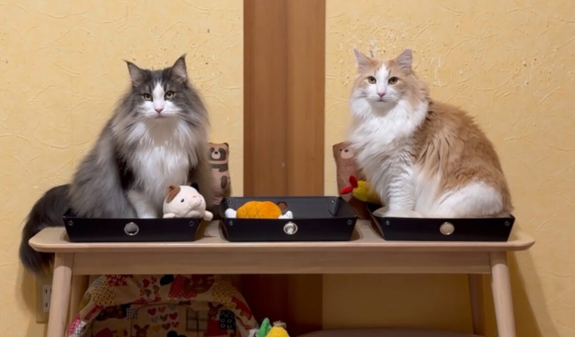 【自由気まま♪】体重測定の裏側をじっくり見てみた！！！ノルウェージャンフォレストキャットとターキッシュアンゴラ