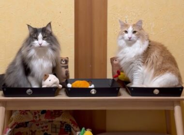 【自由気まま♪】体重測定の裏側をじっくり見てみた！！！ノルウェージャンフォレストキャットとターキッシュアンゴラ