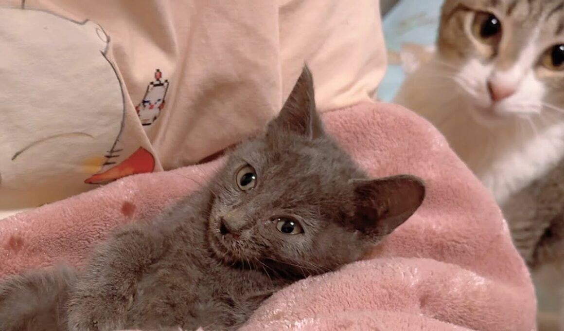 保護した子猫に難病の可能性があると病院で言われてしまいました