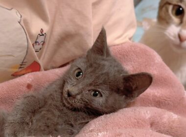 保護した子猫に難病の可能性があると病院で言われてしまいました