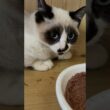 茶白ネコのジュニア「がんばれ、ウp主。シャムの子ねこパンダくんの心を開くのだ」