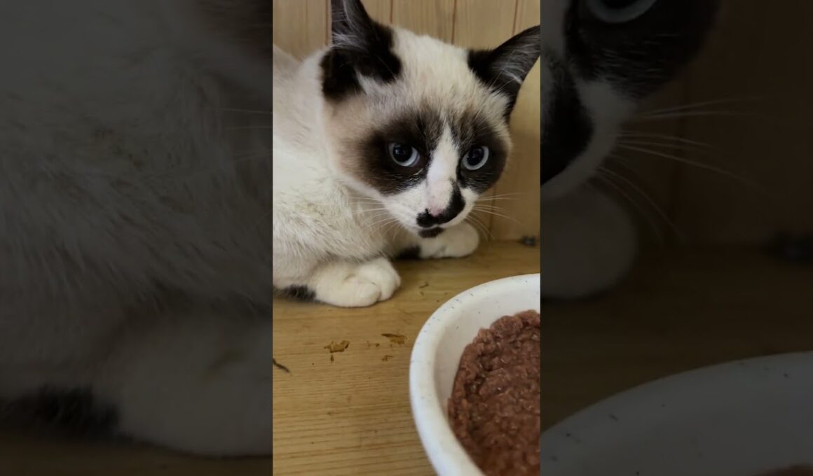 茶白ネコのジュニア「がんばれ、ウp主。シャムの子ねこパンダくんの心を開くのだ」