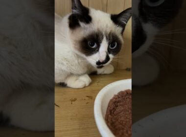 茶白ネコのジュニア「がんばれ、ウp主。シャムの子ねこパンダくんの心を開くのだ」