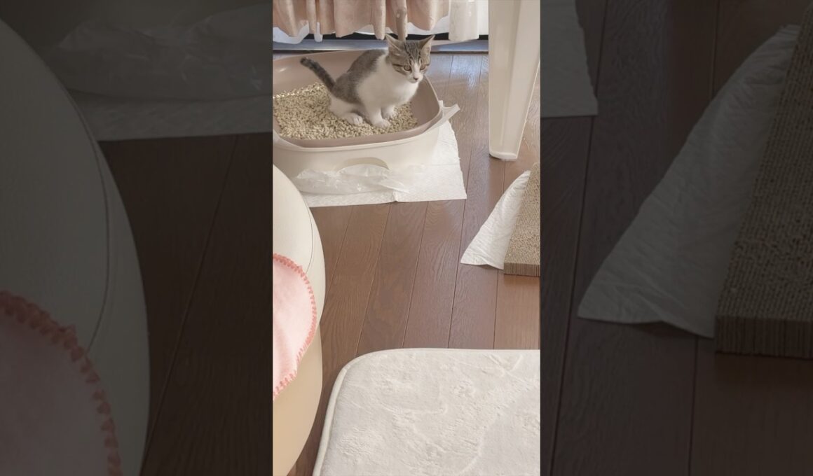 生後3ヶ月の保護子猫があまりにお転婆なので〇〇を立てました  #shorts  #子猫動画 #猫のいる暮らし