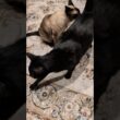 むせたシャム猫🐱 - Cats get a sniff of his butt - #shorts #cat